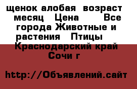 щенок алобая .возраст 1 месяц › Цена ­ 7 - Все города Животные и растения » Птицы   . Краснодарский край,Сочи г.